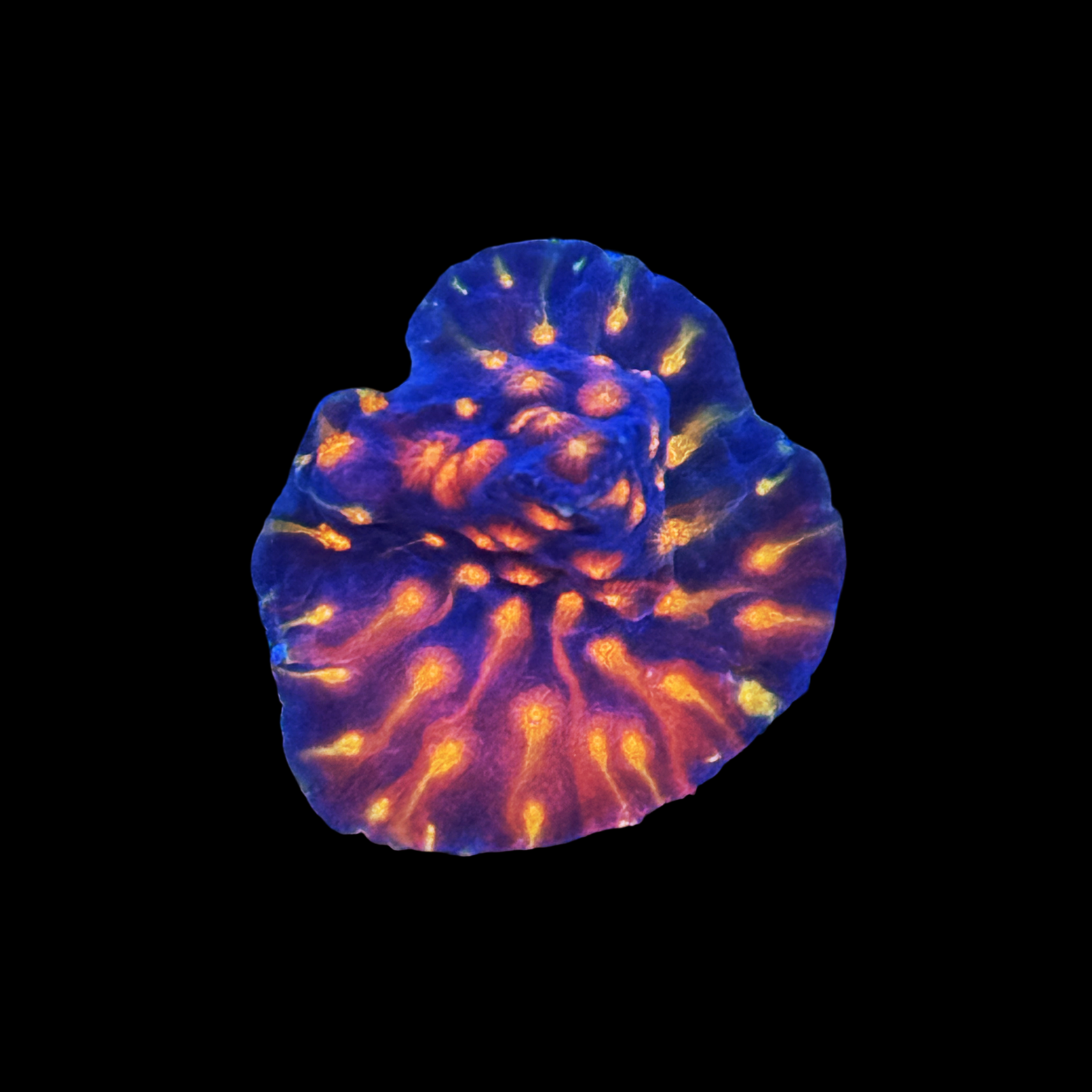 ARC Monet's Madness Cyphastrea