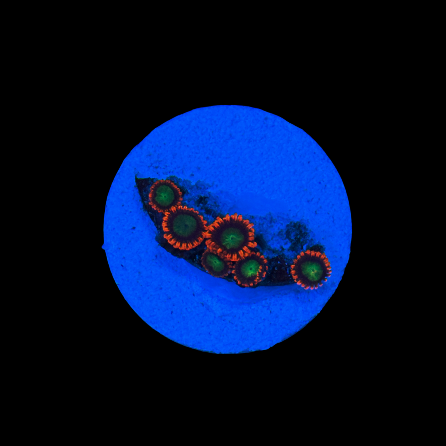 Goblins Fire Zoa