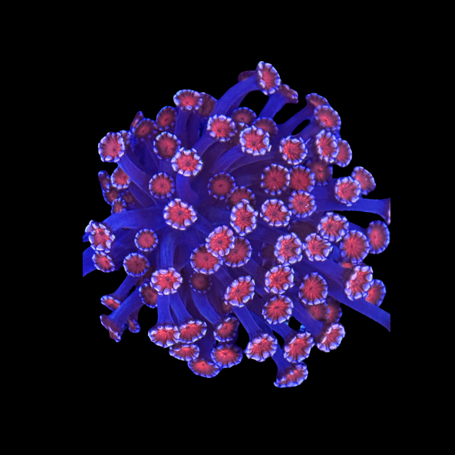 Hearbreaker Alveopora Colony