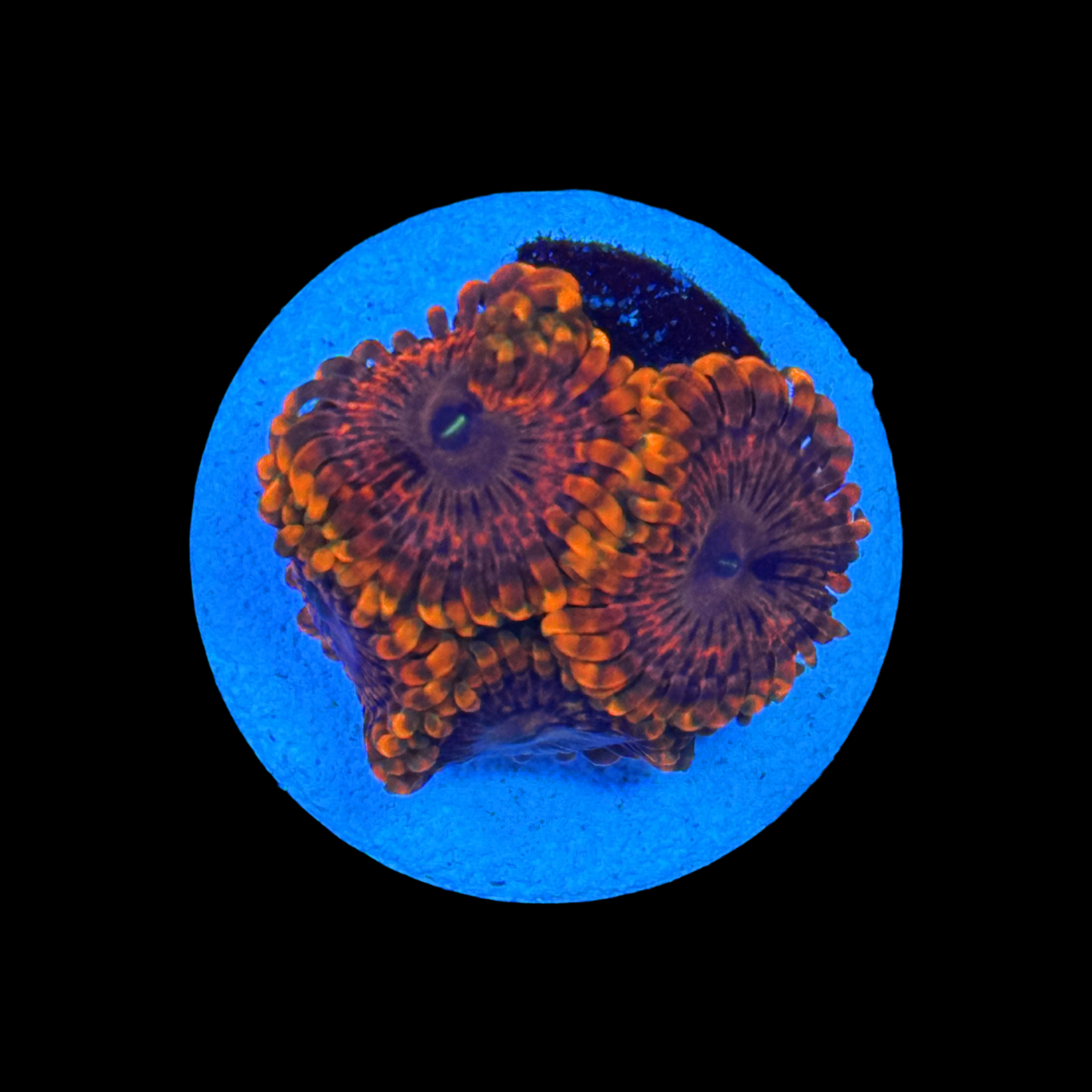 Fairy Fart Zoa