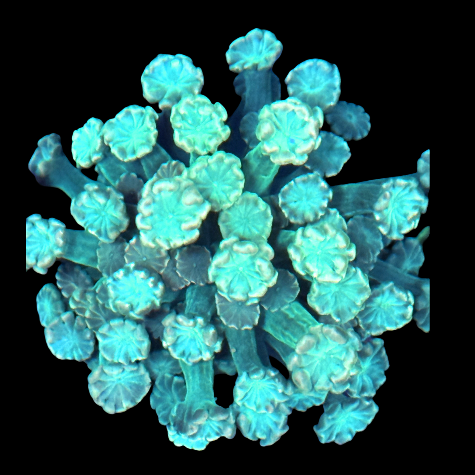 Pastel Alveopora