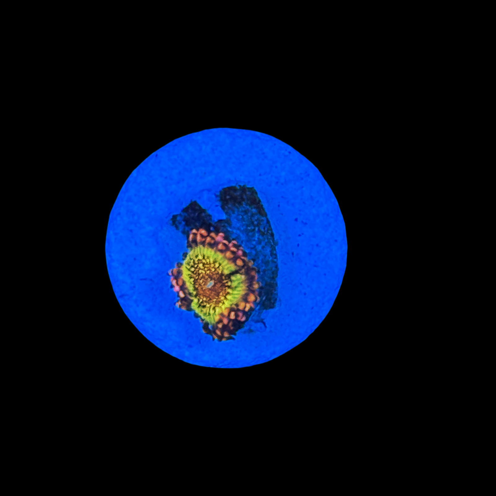 HR Death Stars Zoa