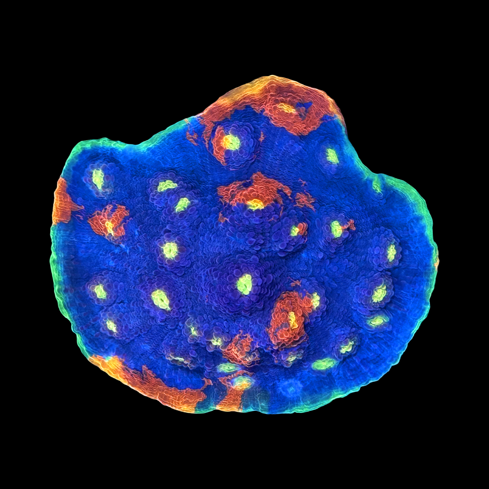Rainbow Jellybean Chalice Colony