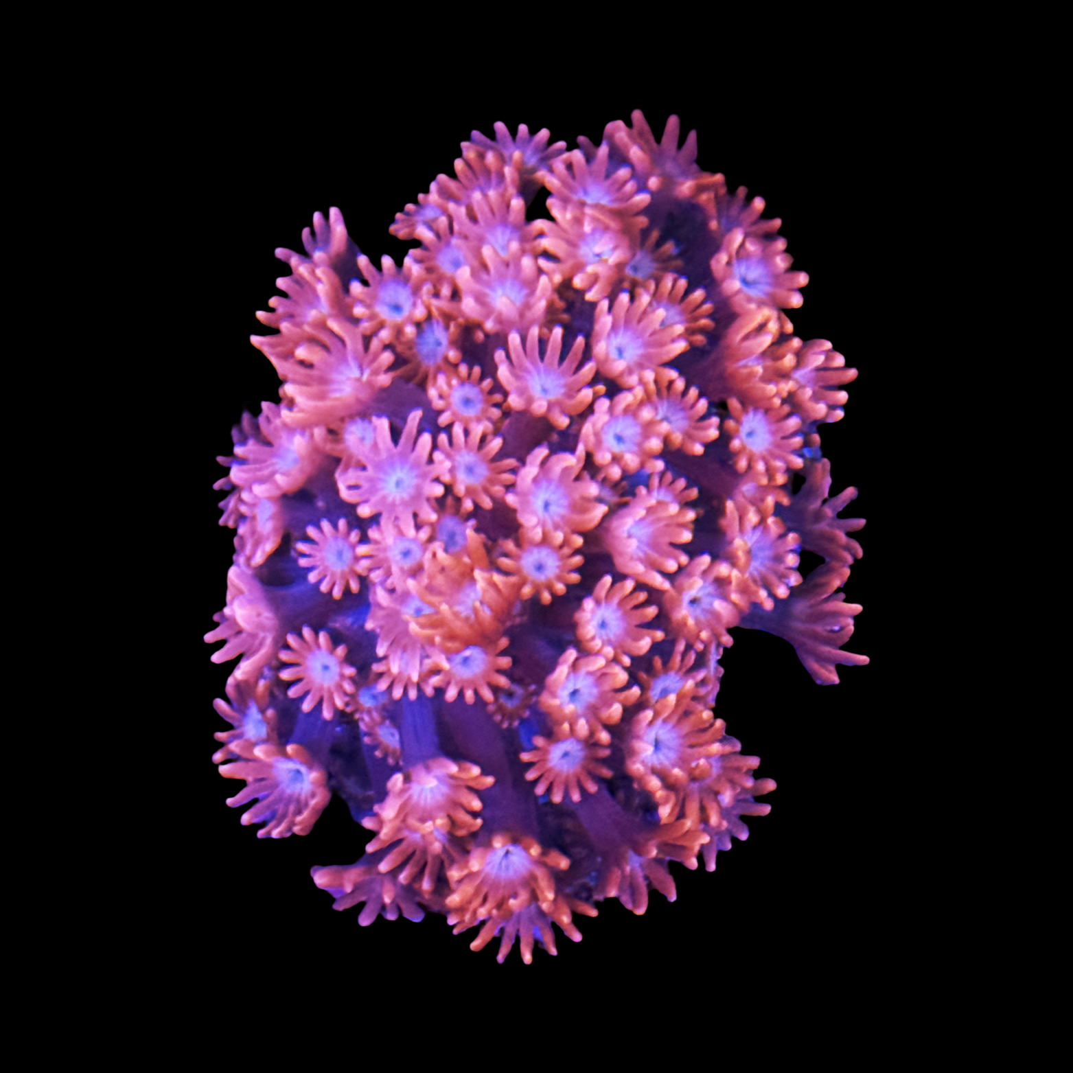 Red Velvet  Alveopora