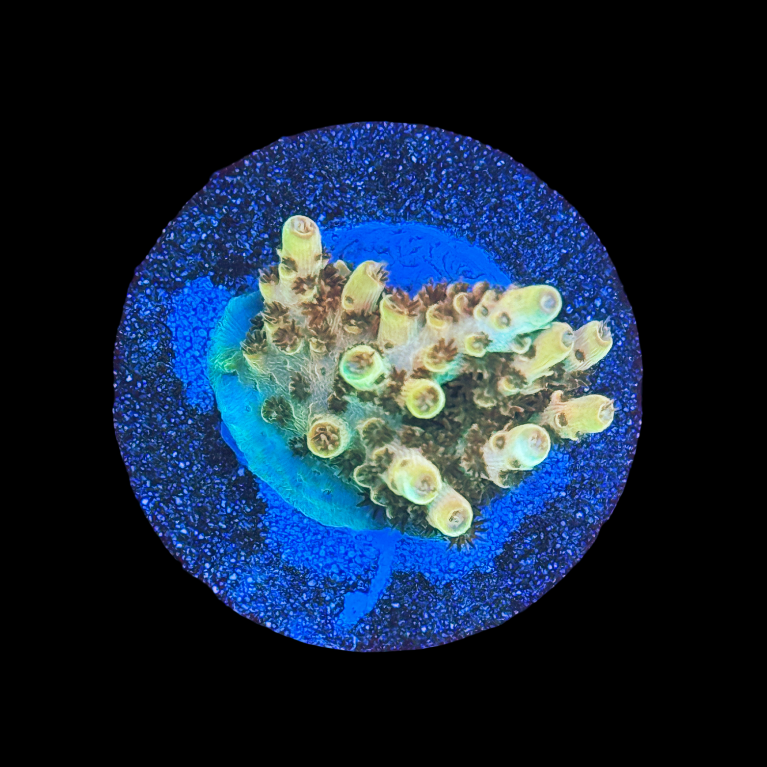 BC Aquatic Man Table on a large plug
