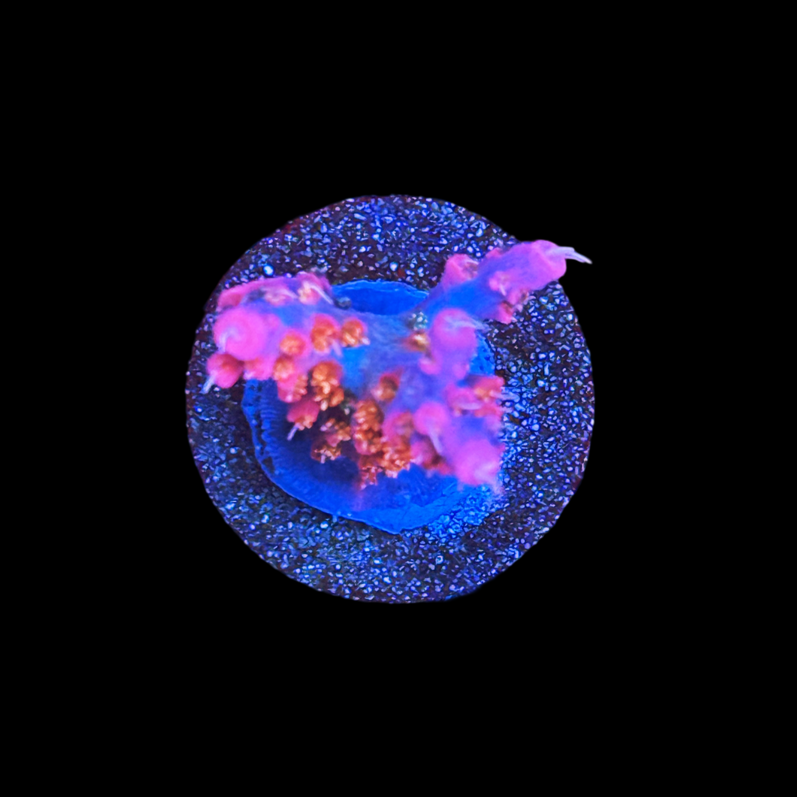 Vivid Confetti