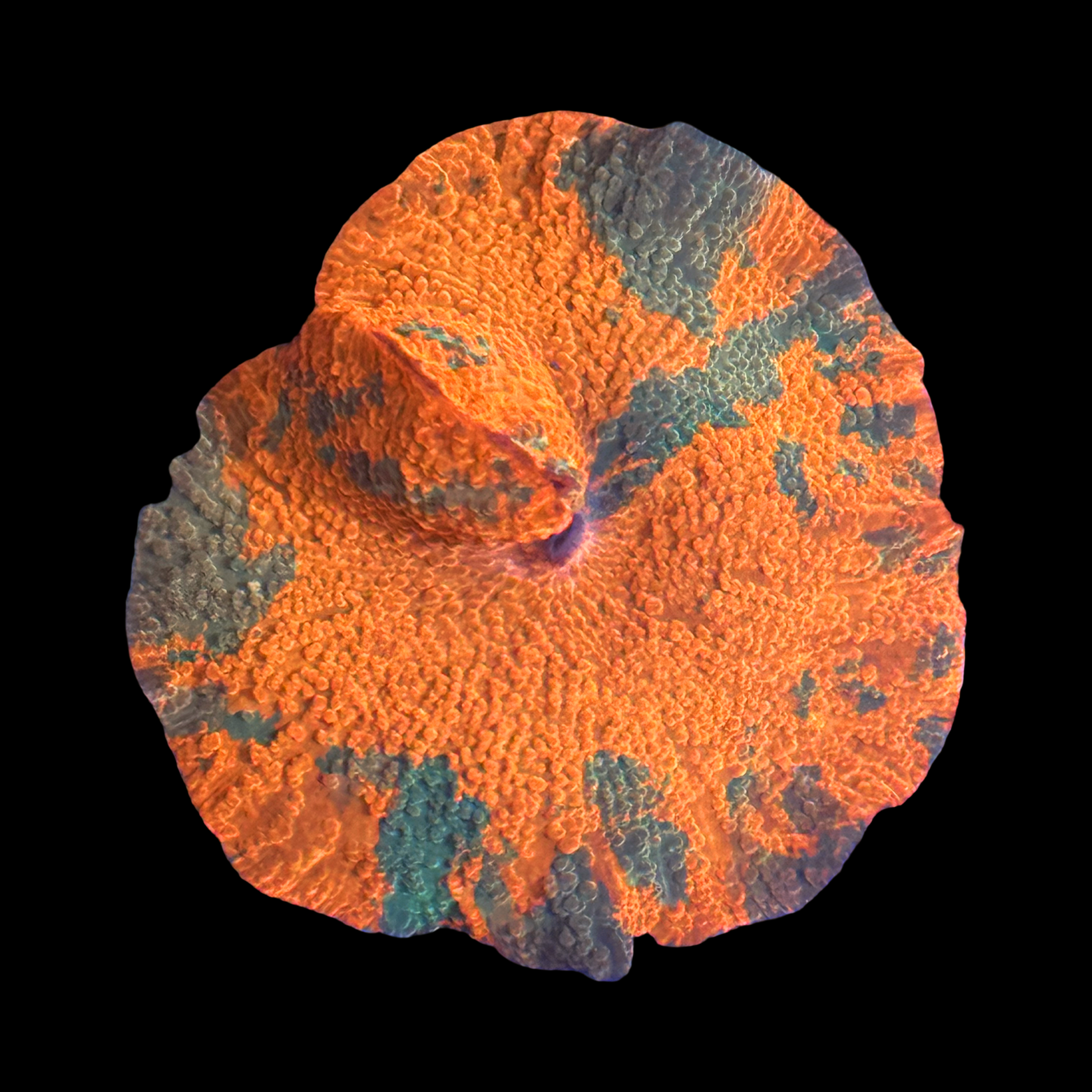 Ultra Orange and Green Eclectus Mushroom