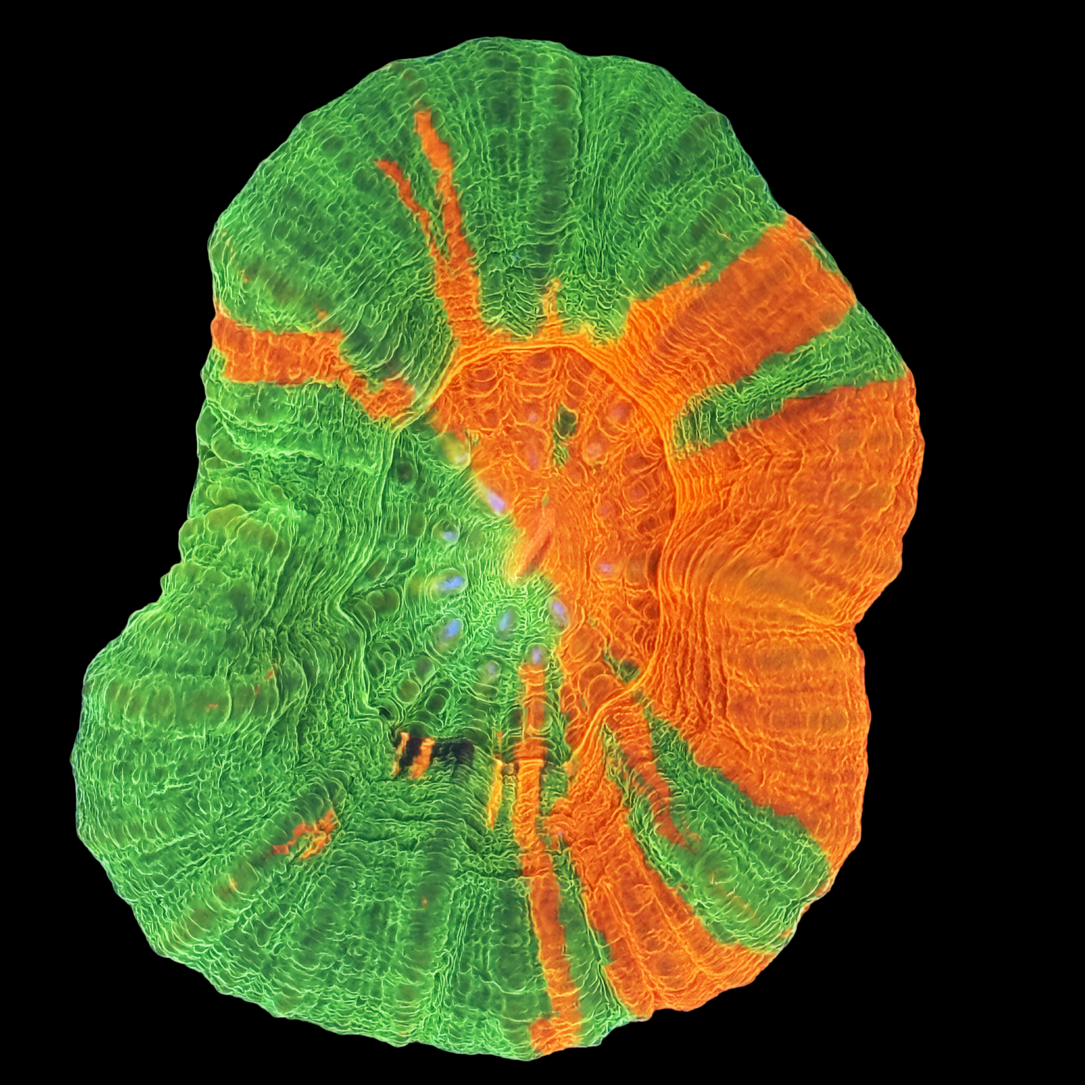 Ultra Bleeding Apple Scolymia Large