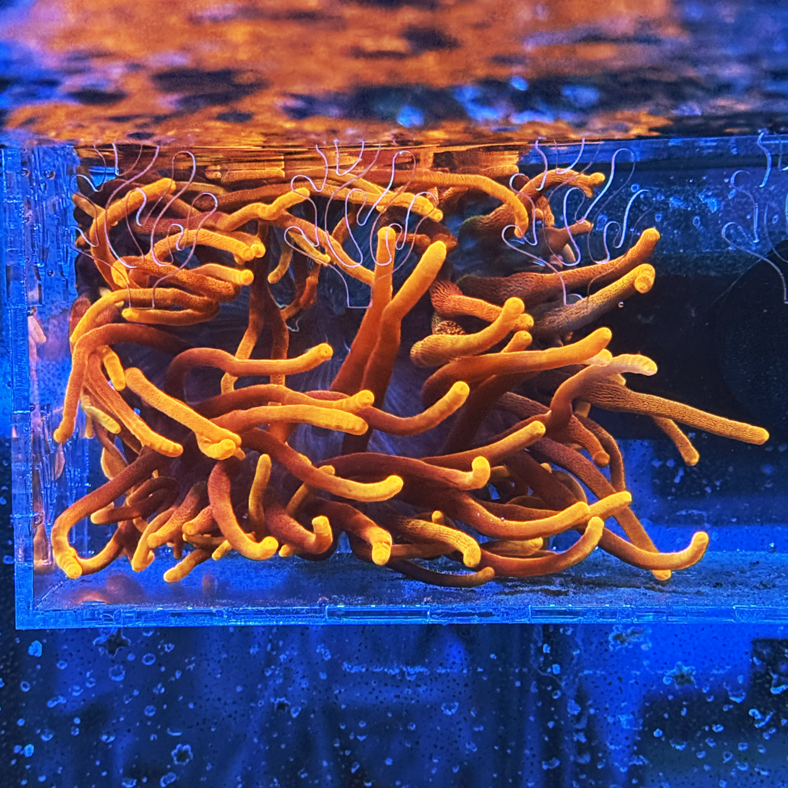 Chicago Sunburst Bubble Tip Anemone