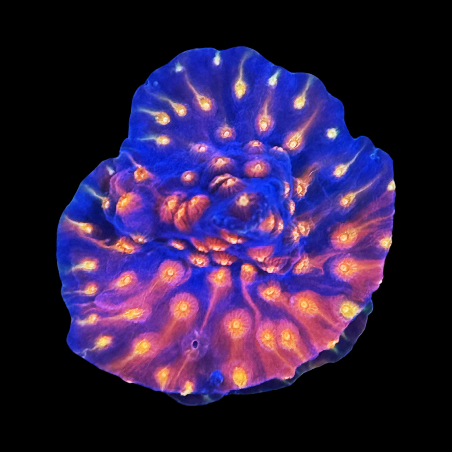 ARC Monet's Madness Cyphastrea