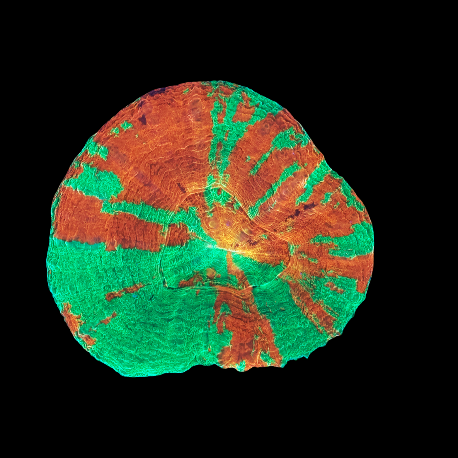 Bleeding Apple Scolymia Large