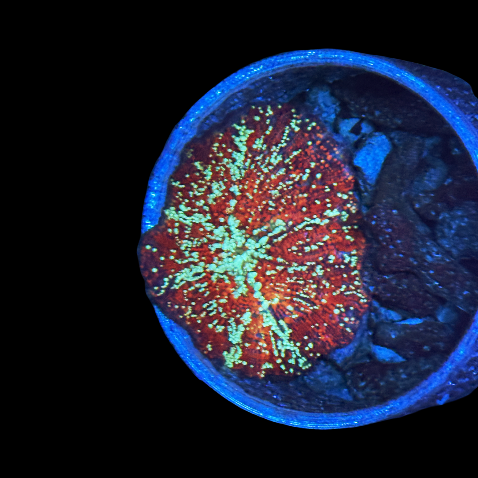 Interstellar Jawbreaker Mushroom