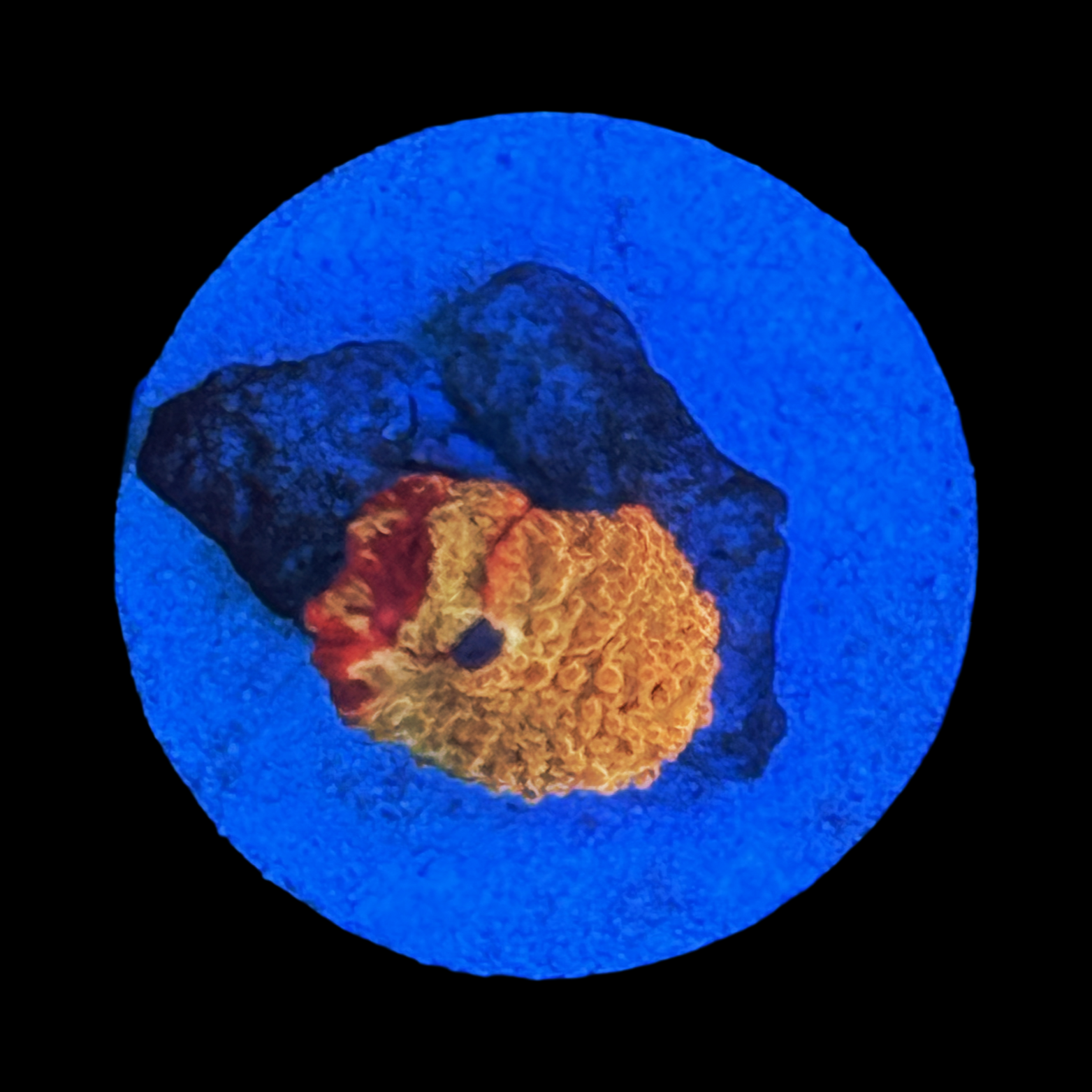 Red Splatter Eclectus Mushroom On Large Plug