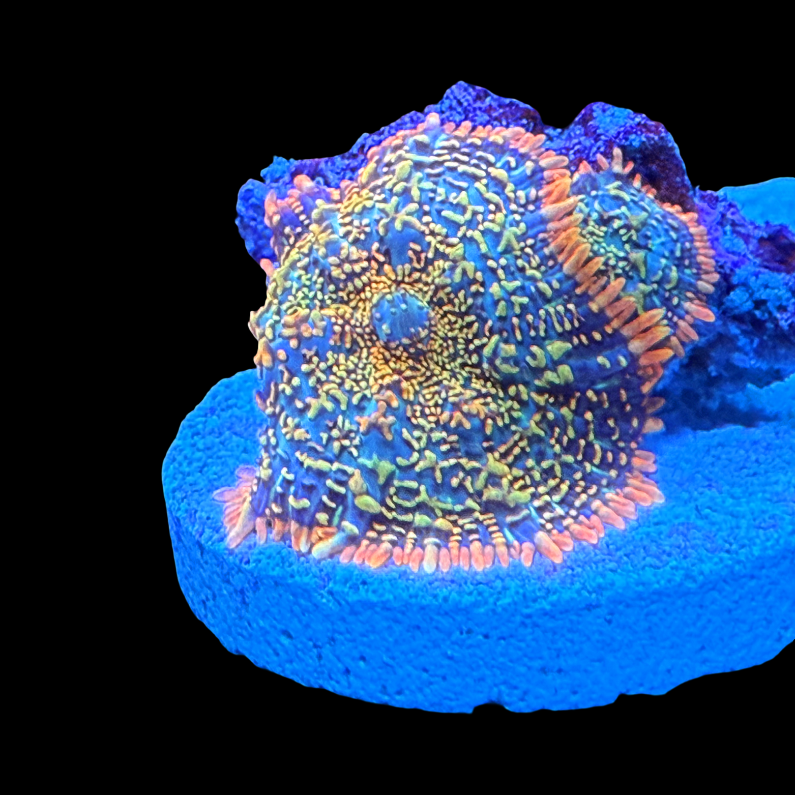 Ultra Rainbow Rhodactis 2 Mushrooms