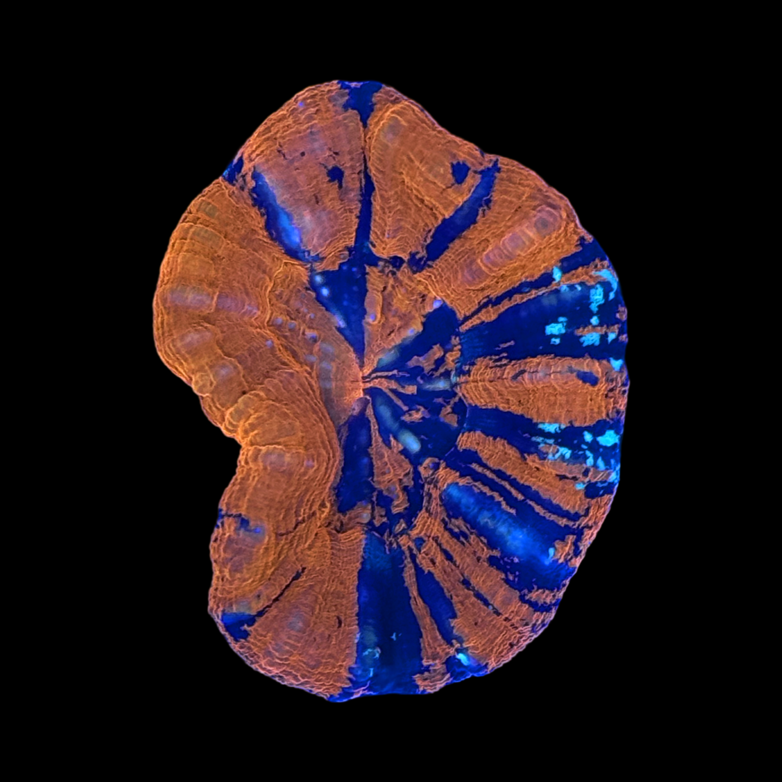 Aussie War Paint Scolymia Large