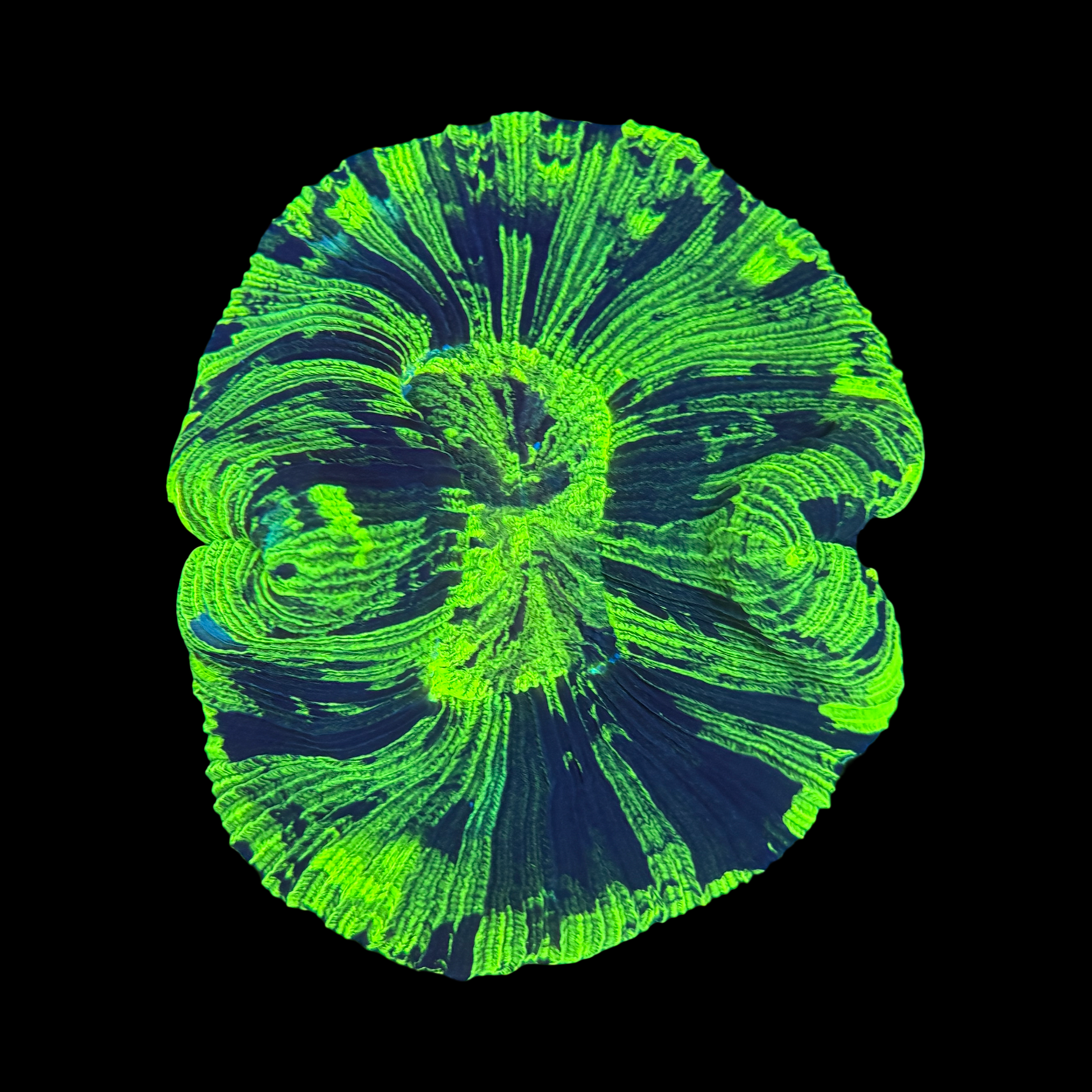 Toxic Neon Aussie Trachy XL