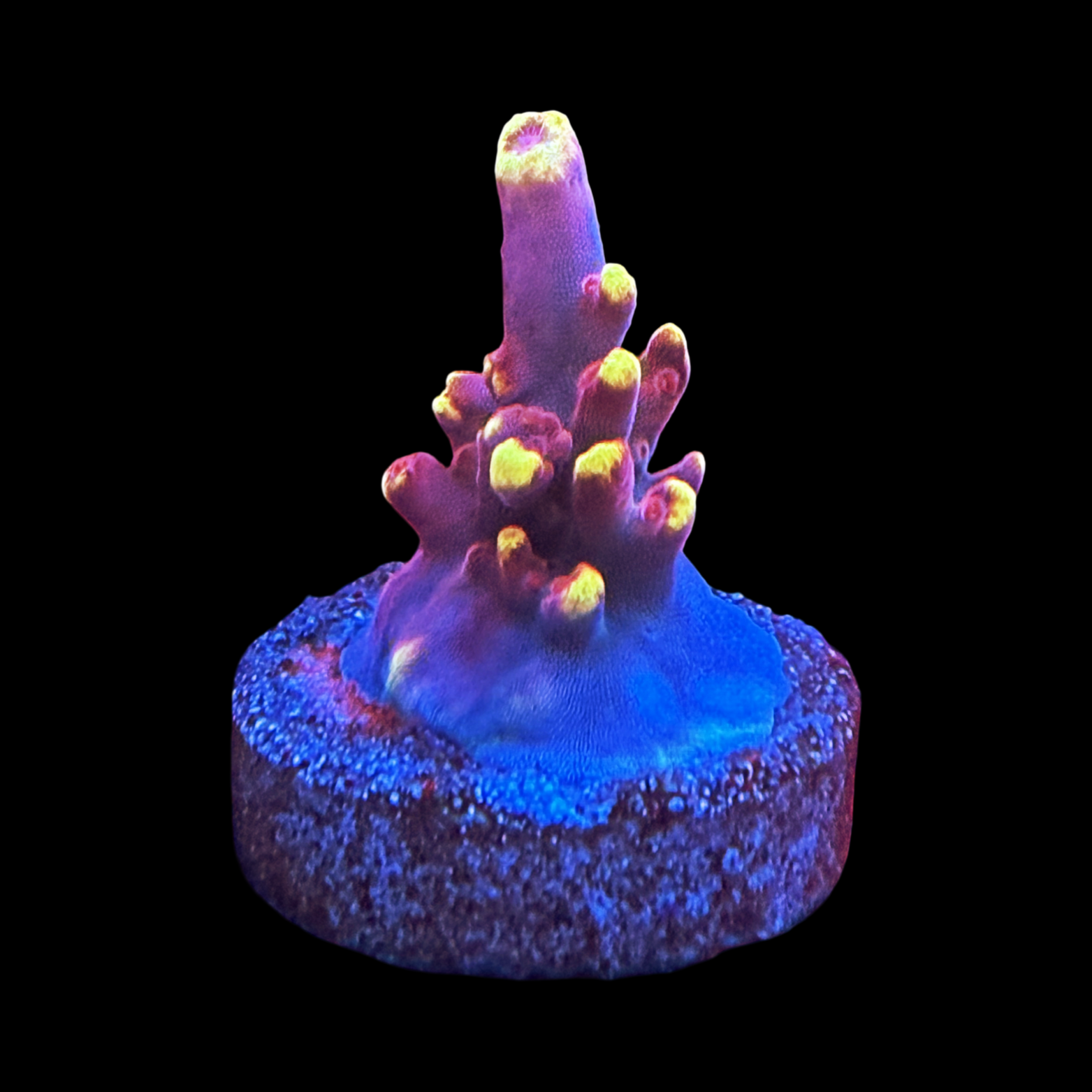 JF Fox Flame