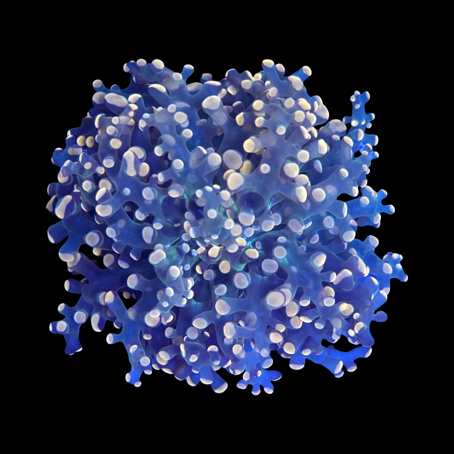 Peach Tip Branching Frogspawn