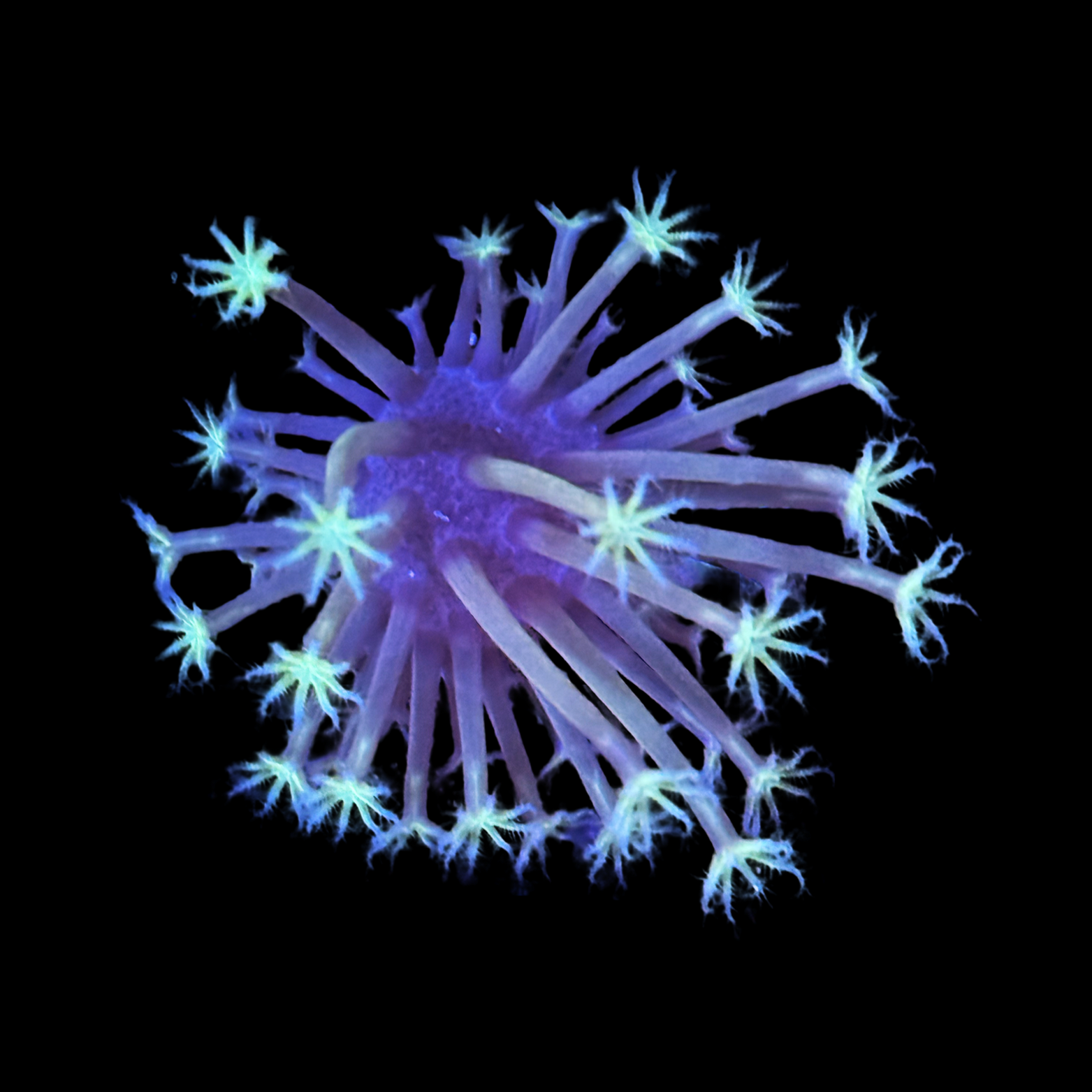 Ultra Weeping Willow