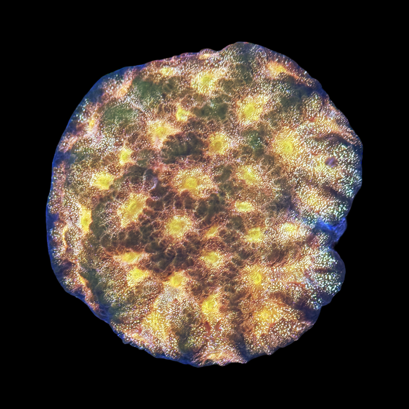 Sparkler Favia XL
