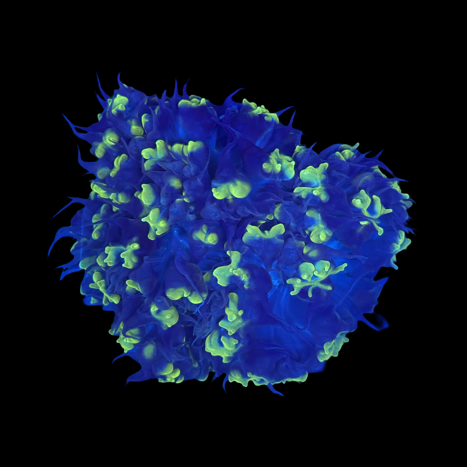 Striped Pearl Bubble Coral XL