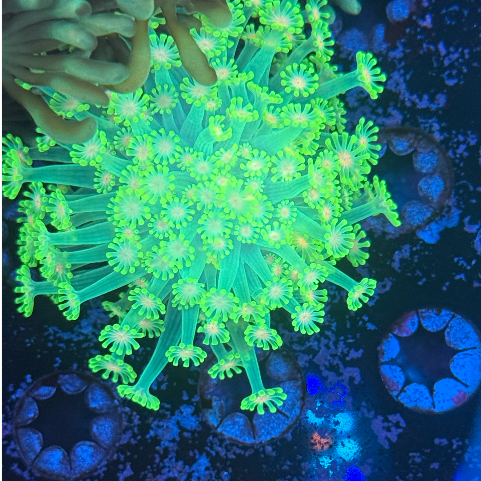 Radioactive Pink Eye Alveopora Colony