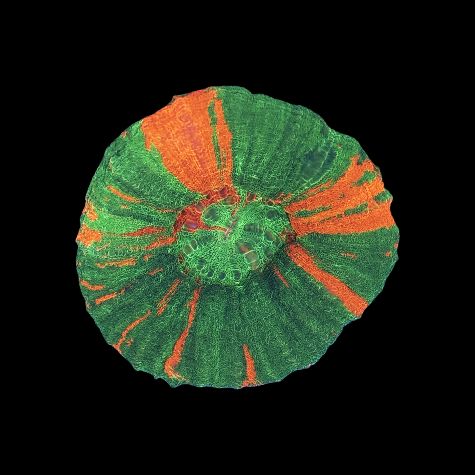 Ultra Bleeding Apple Scolymia Large