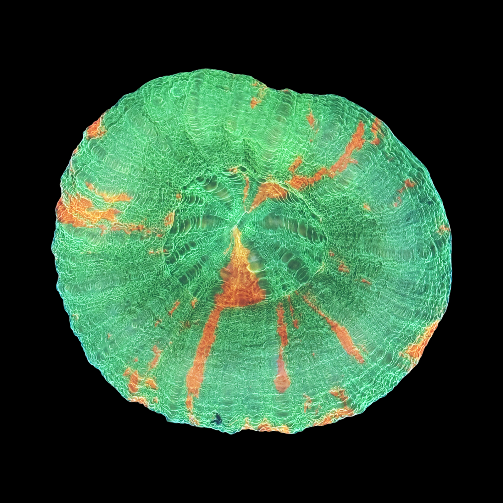 Bleeding Apple Scolymia Large