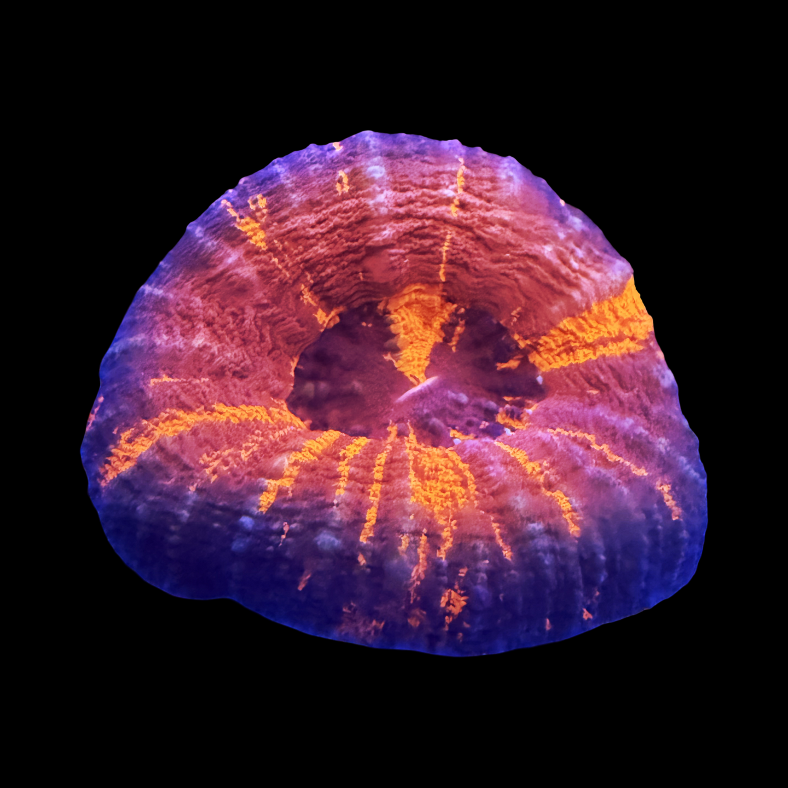 Aussie War Paint Scolymia Large