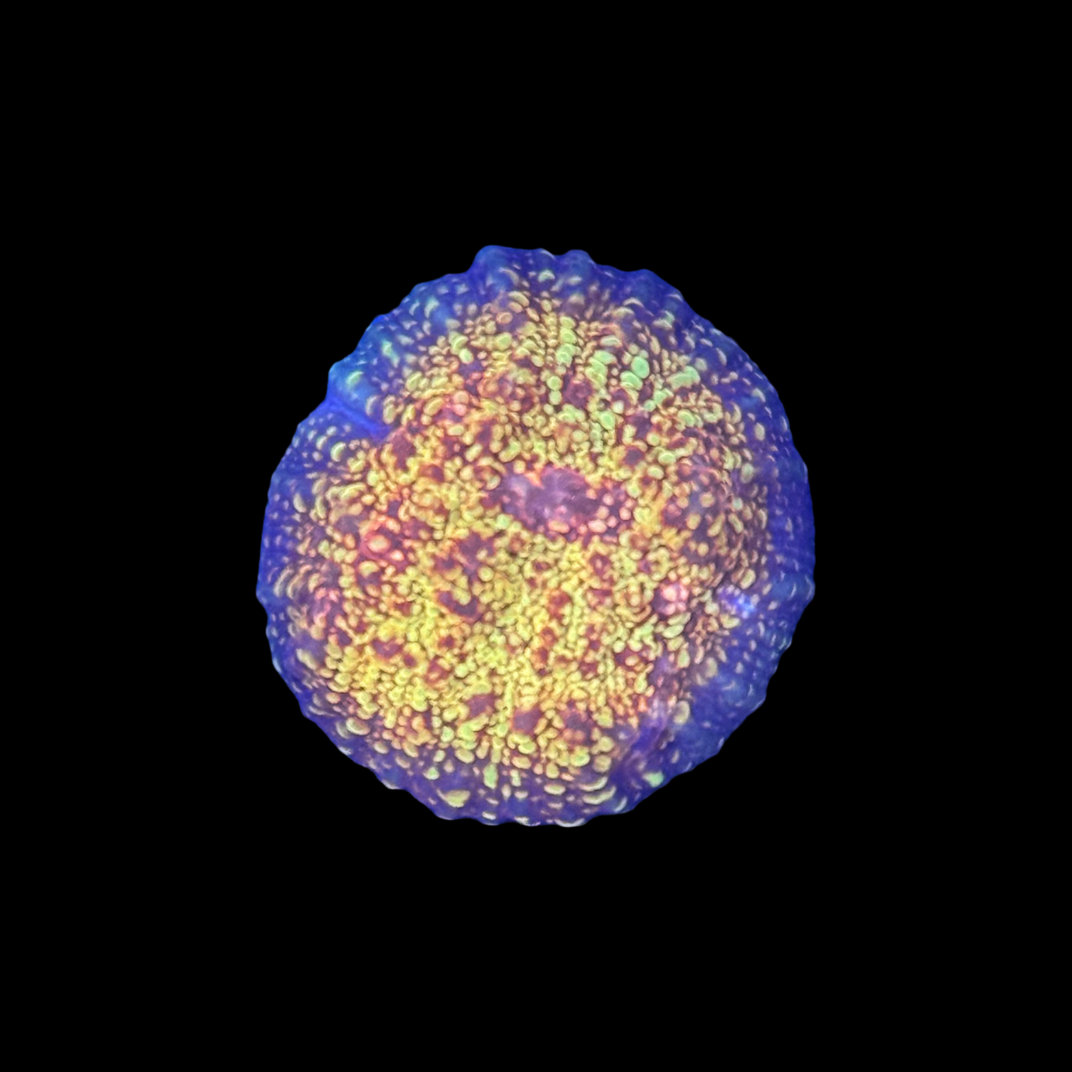 CB El Diablo Chalice