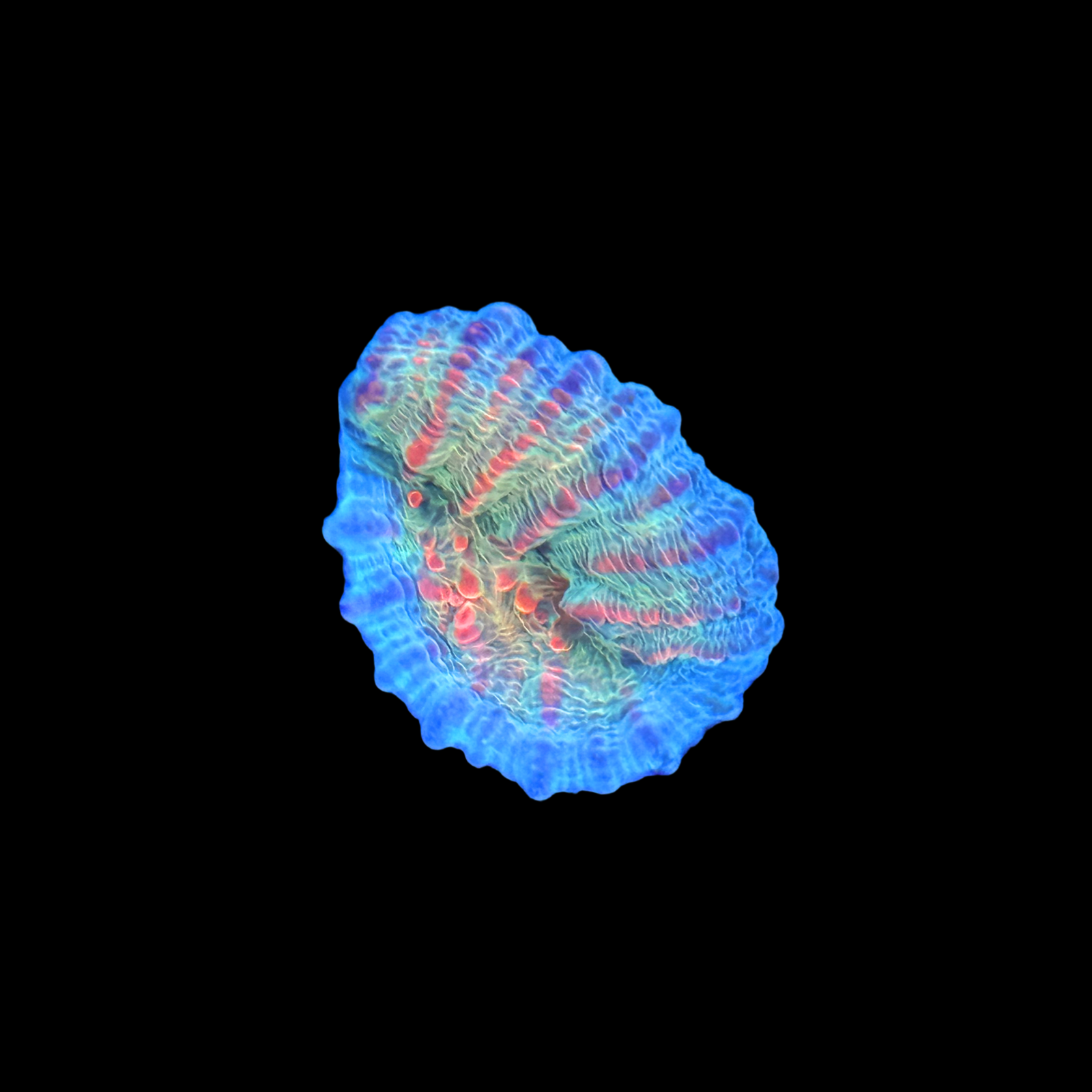 High End Chalice 4 Pack