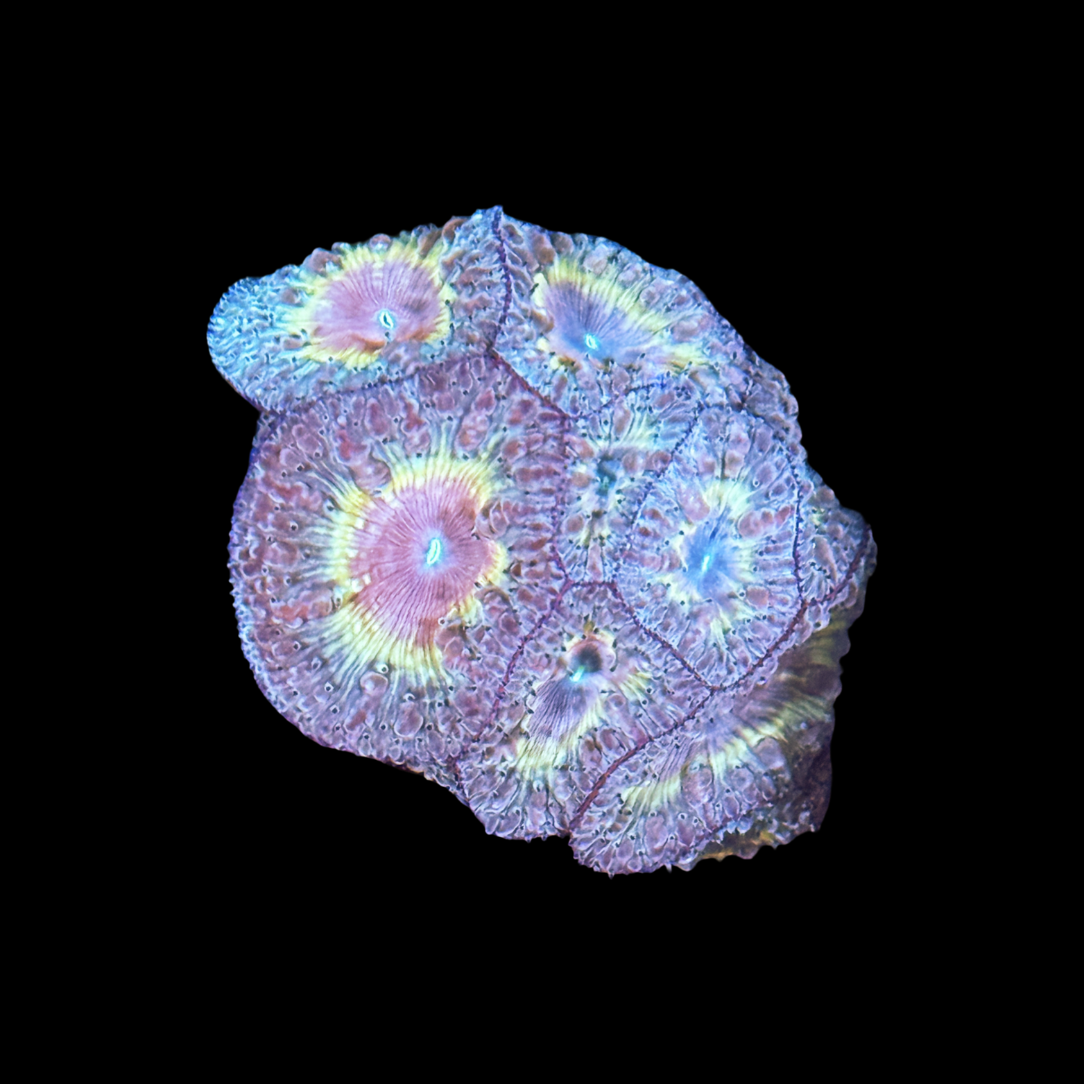 Ultra Hot Rainbow Blasto Colony