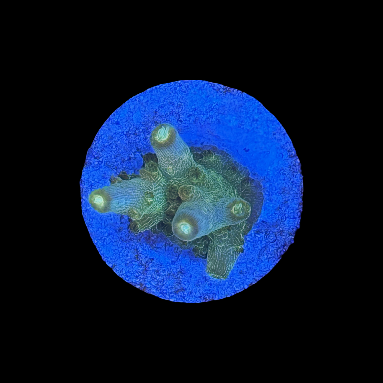 Greg C Ultimate Efflo