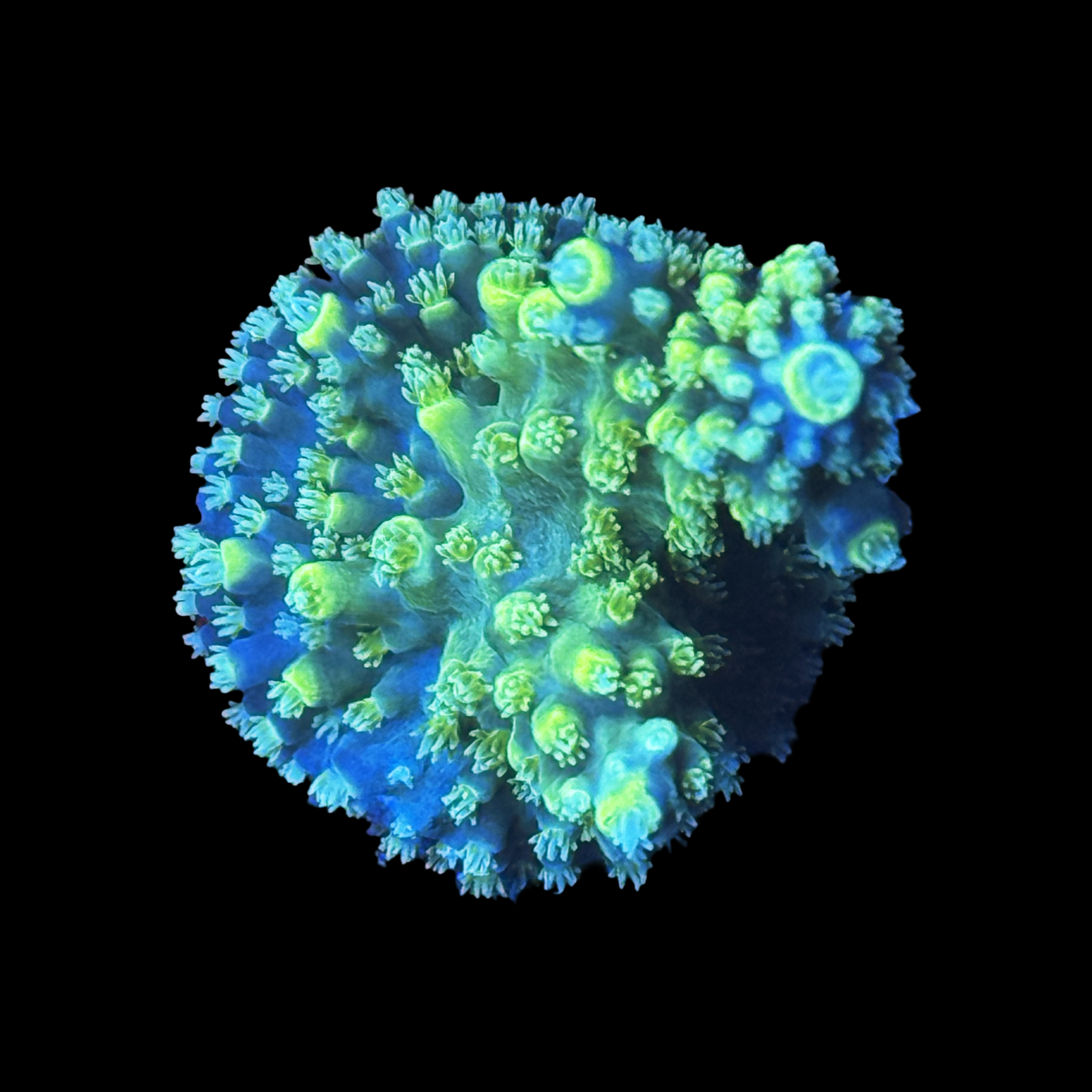 ASD Mystical Lord XL