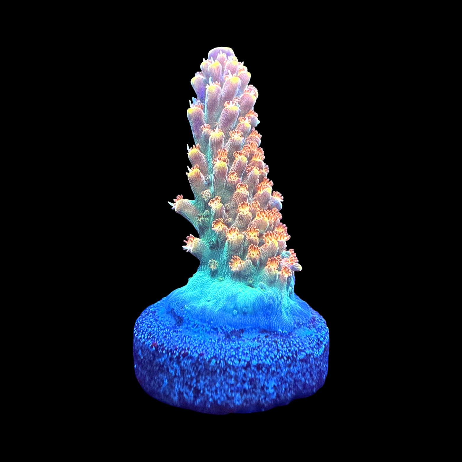 BC Bubble Bath Unicorn