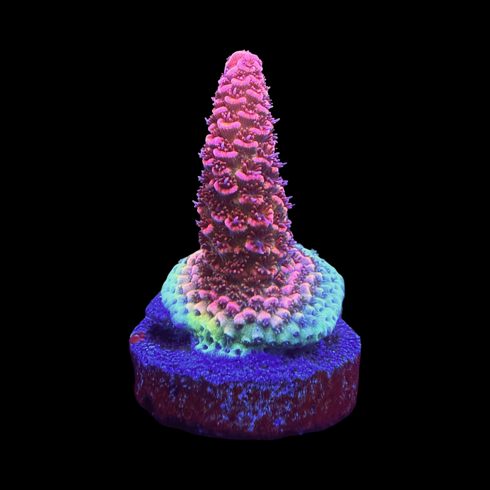 Farmer Ty Lava Monster Milli