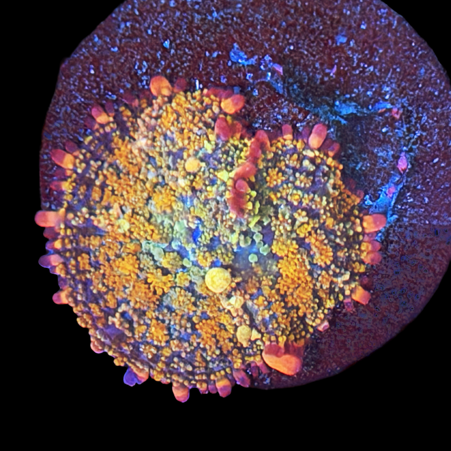 Confetti Bounce Mushroom on a large disc
