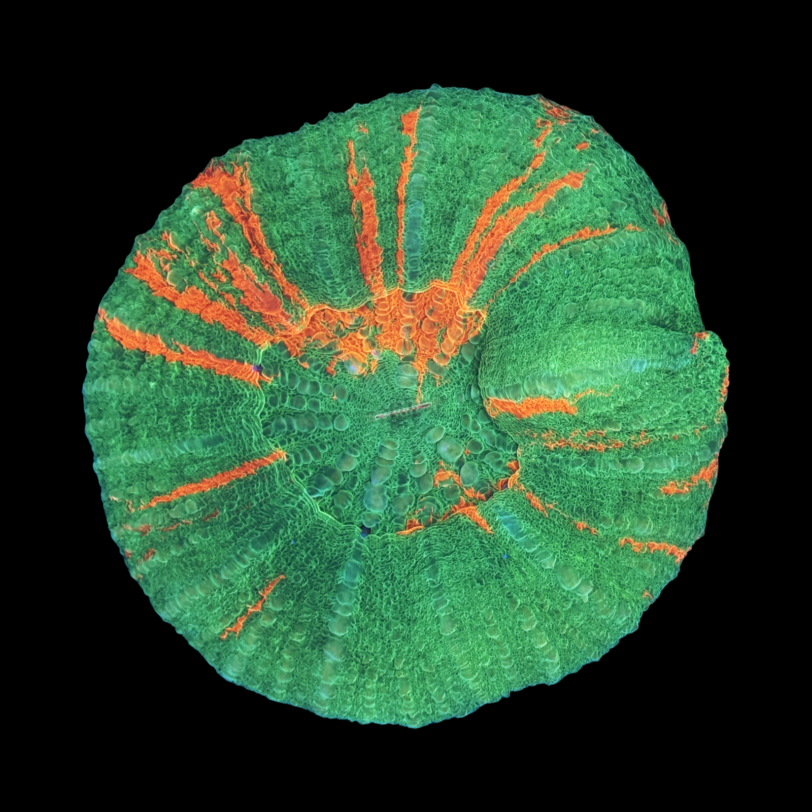 Bleeding Apple Scolymia Large