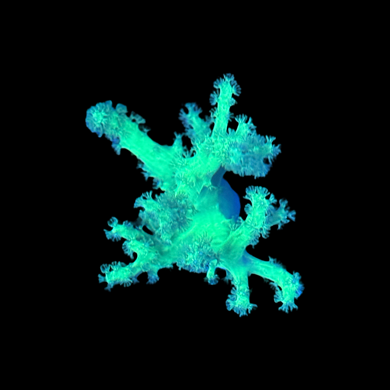 ECC Glow Stick Sinularia