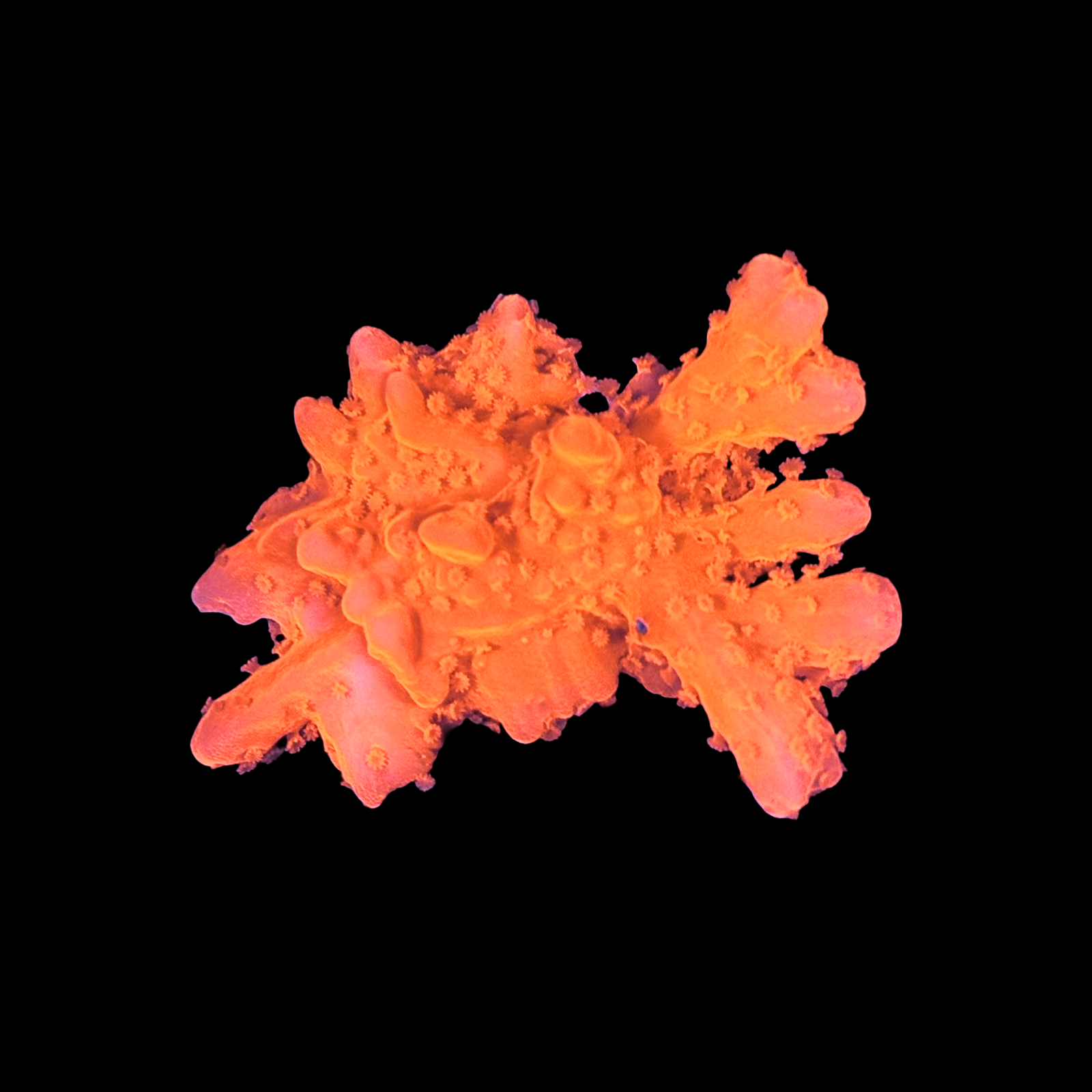 Mai Tai Monti Setosa