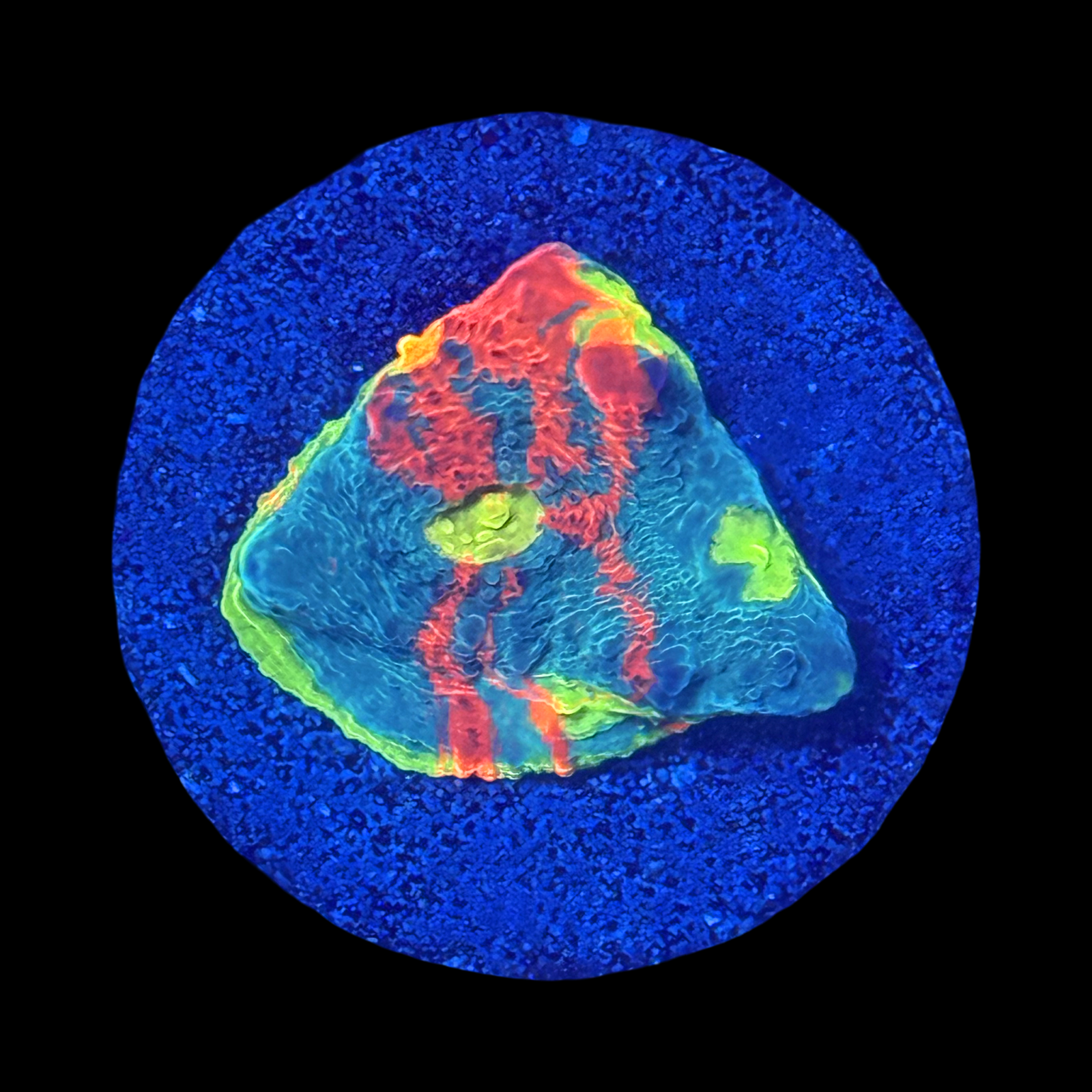 High End Chalice 3 Pack