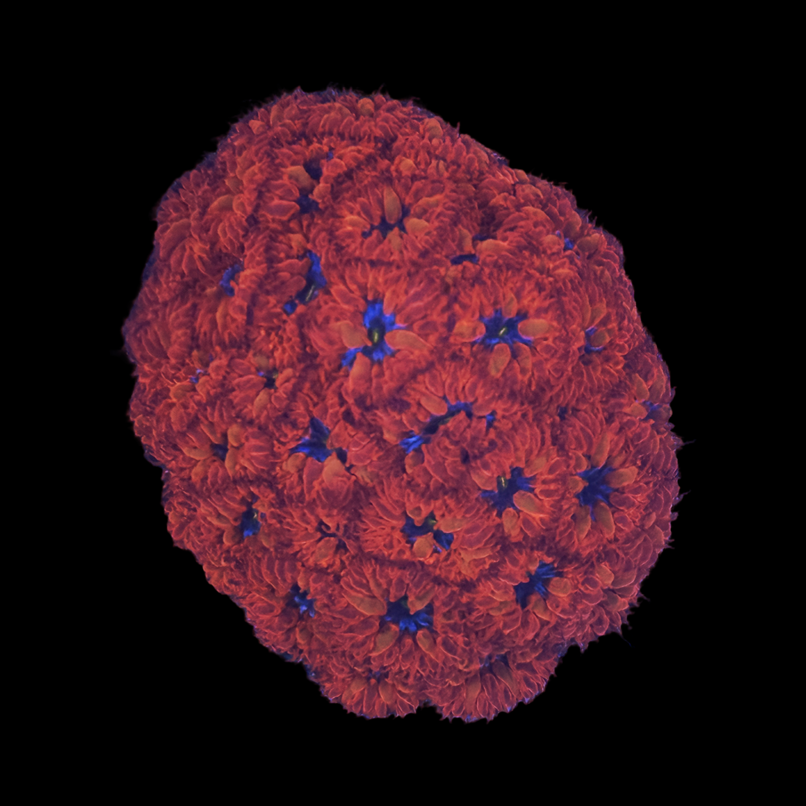 Blue Raven Blasto Merletii Large Colony