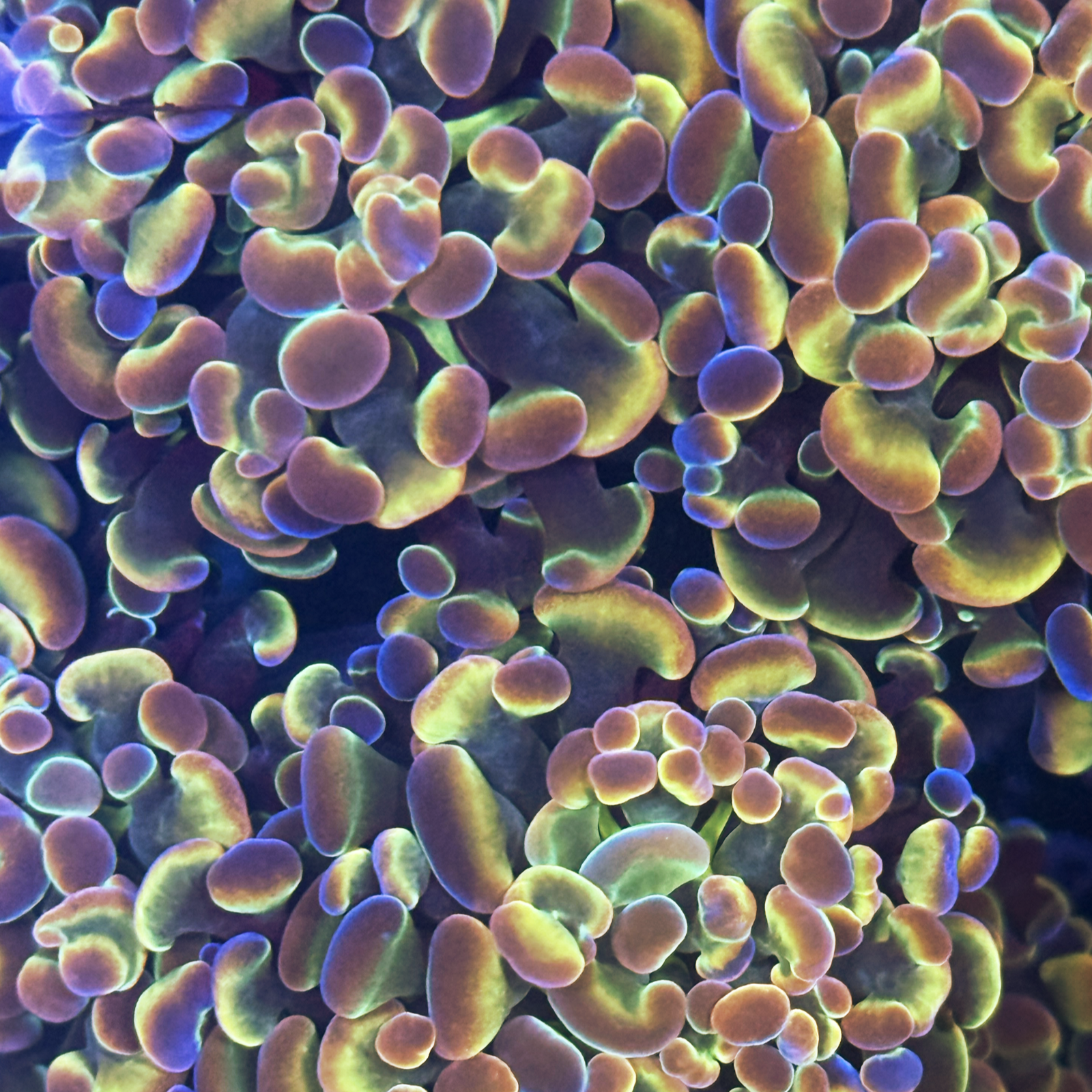 Hammer Coral 5 Pack