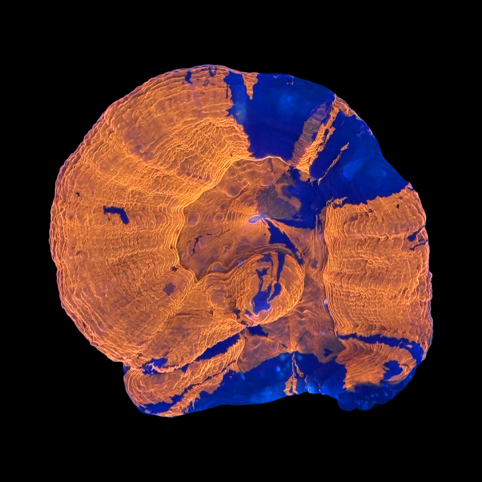 Ultra Aussie War Paint Scolymia Large