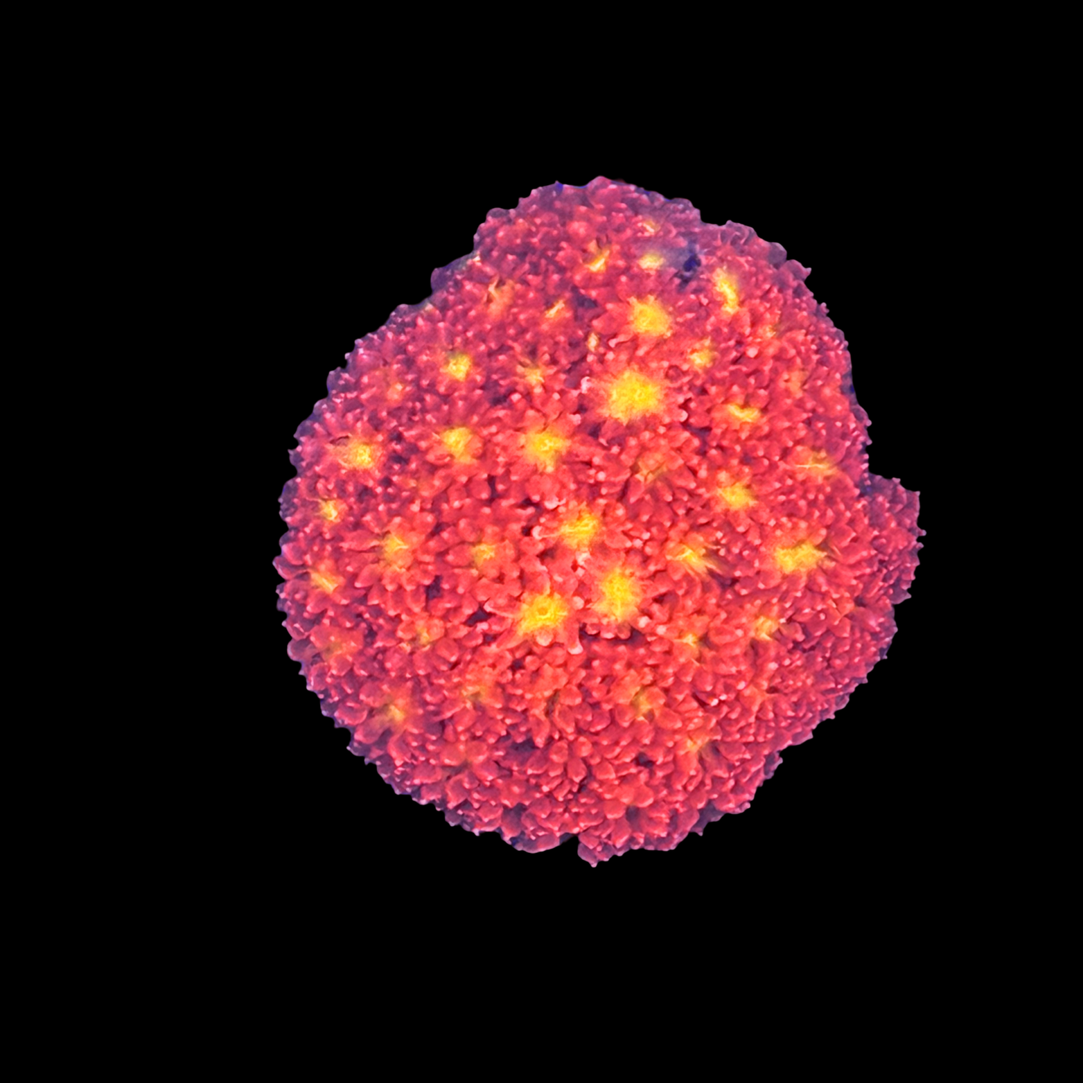 ECC Pink Lemon Drop Goniopora