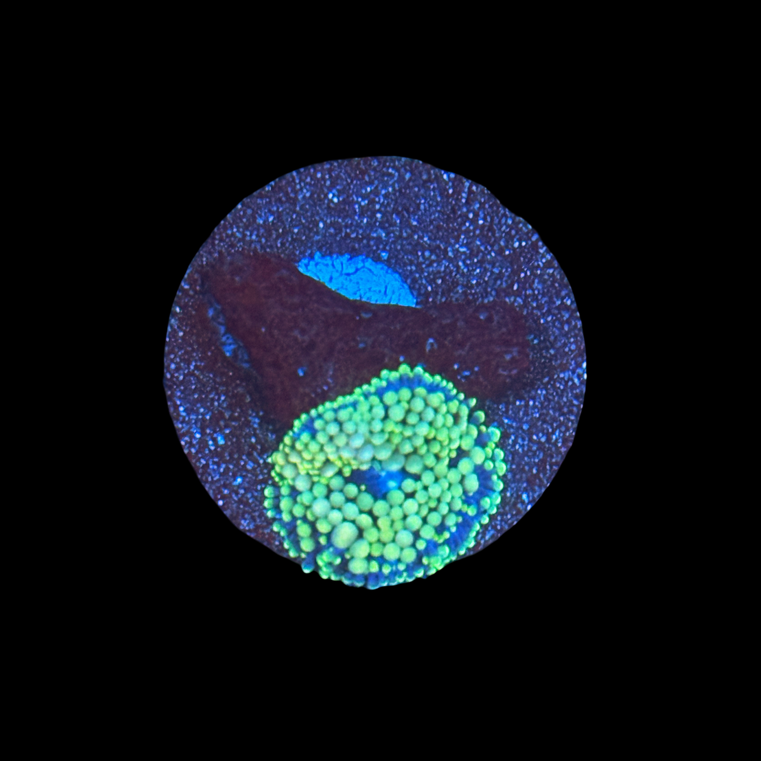 Florida Ricordea Mushroom