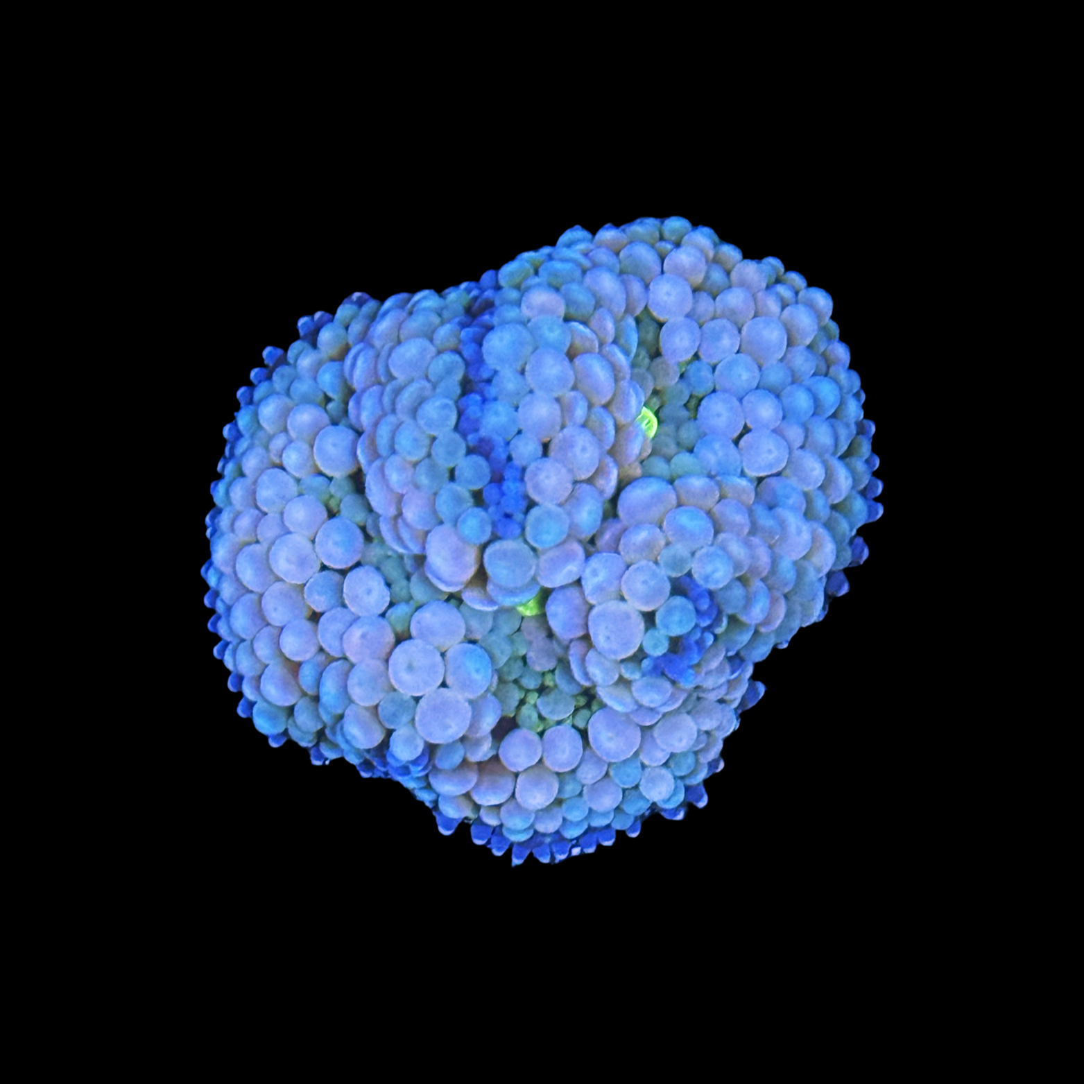 Flordia Ricordea Mushroom