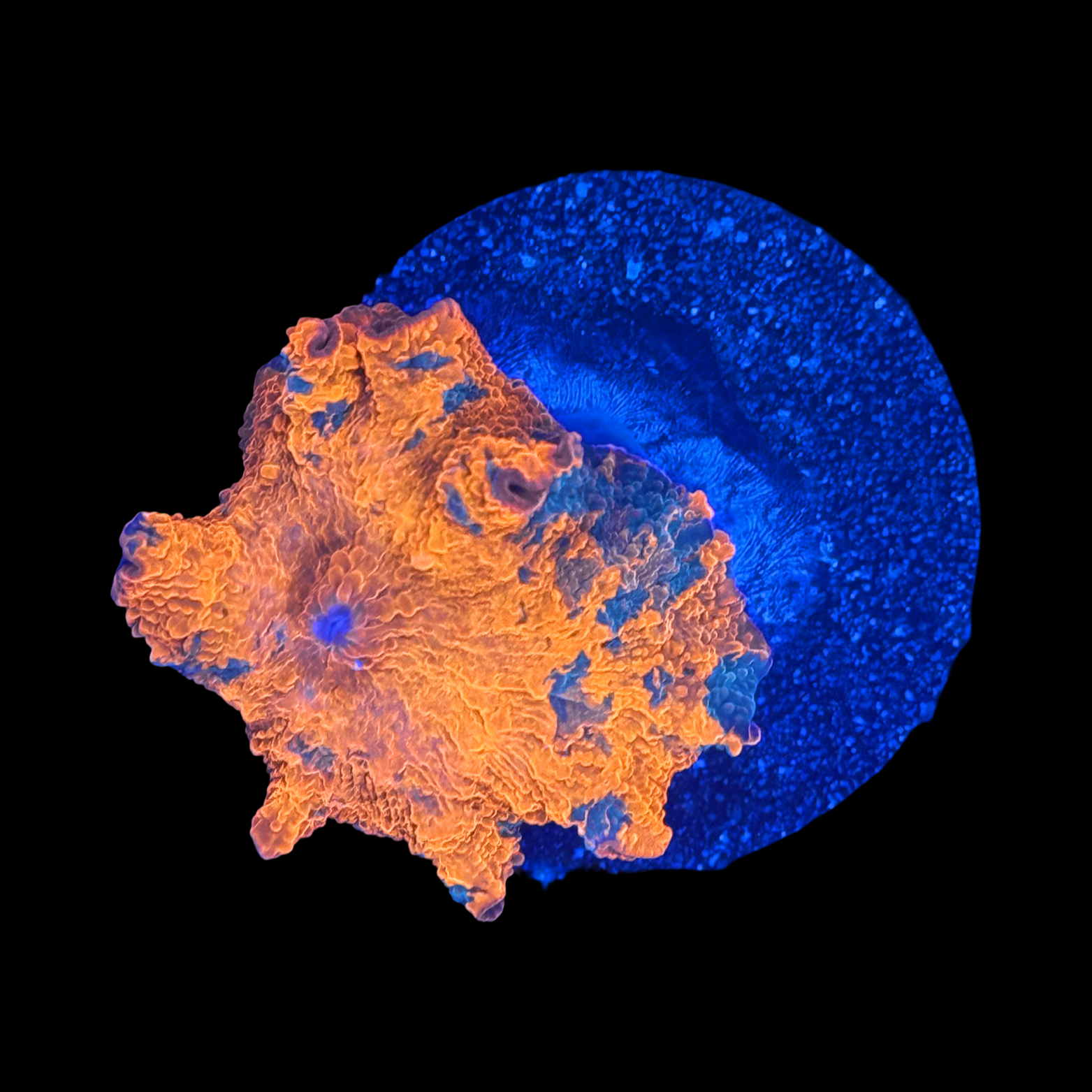 Candy Crush Jawbreaker Mushroom On Large Plug