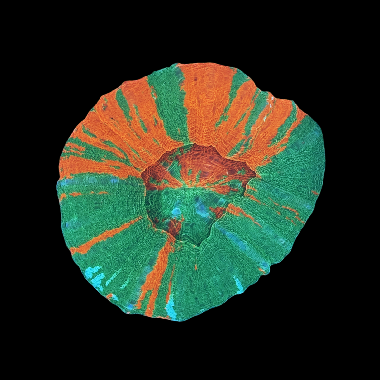 Ultra Bleeding Apple Scolymia Large