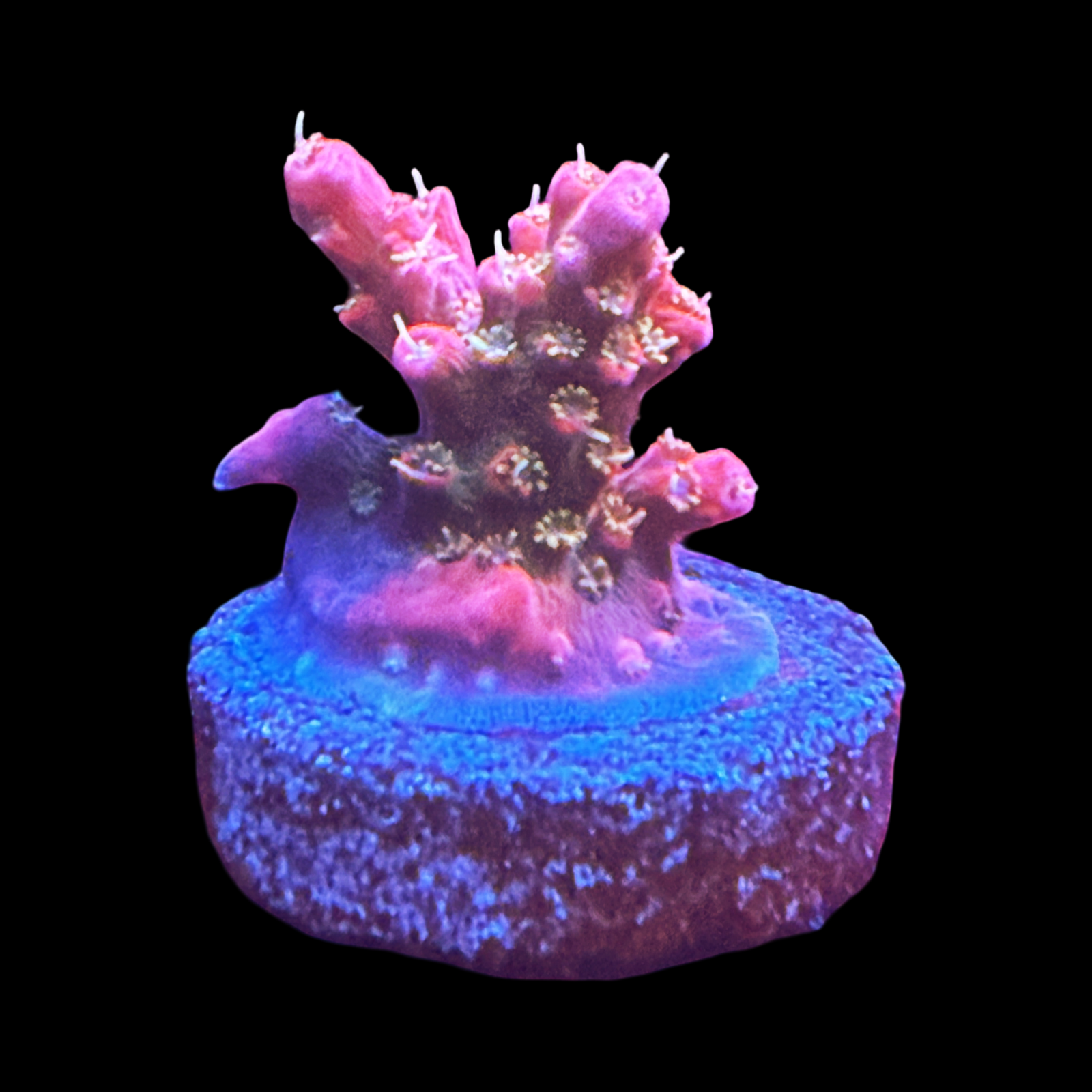 Vivids Confetti small